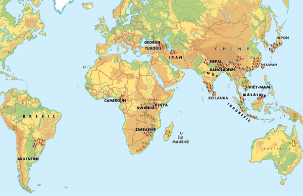 pays producteurs de thé