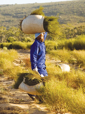 recolte du rooibos