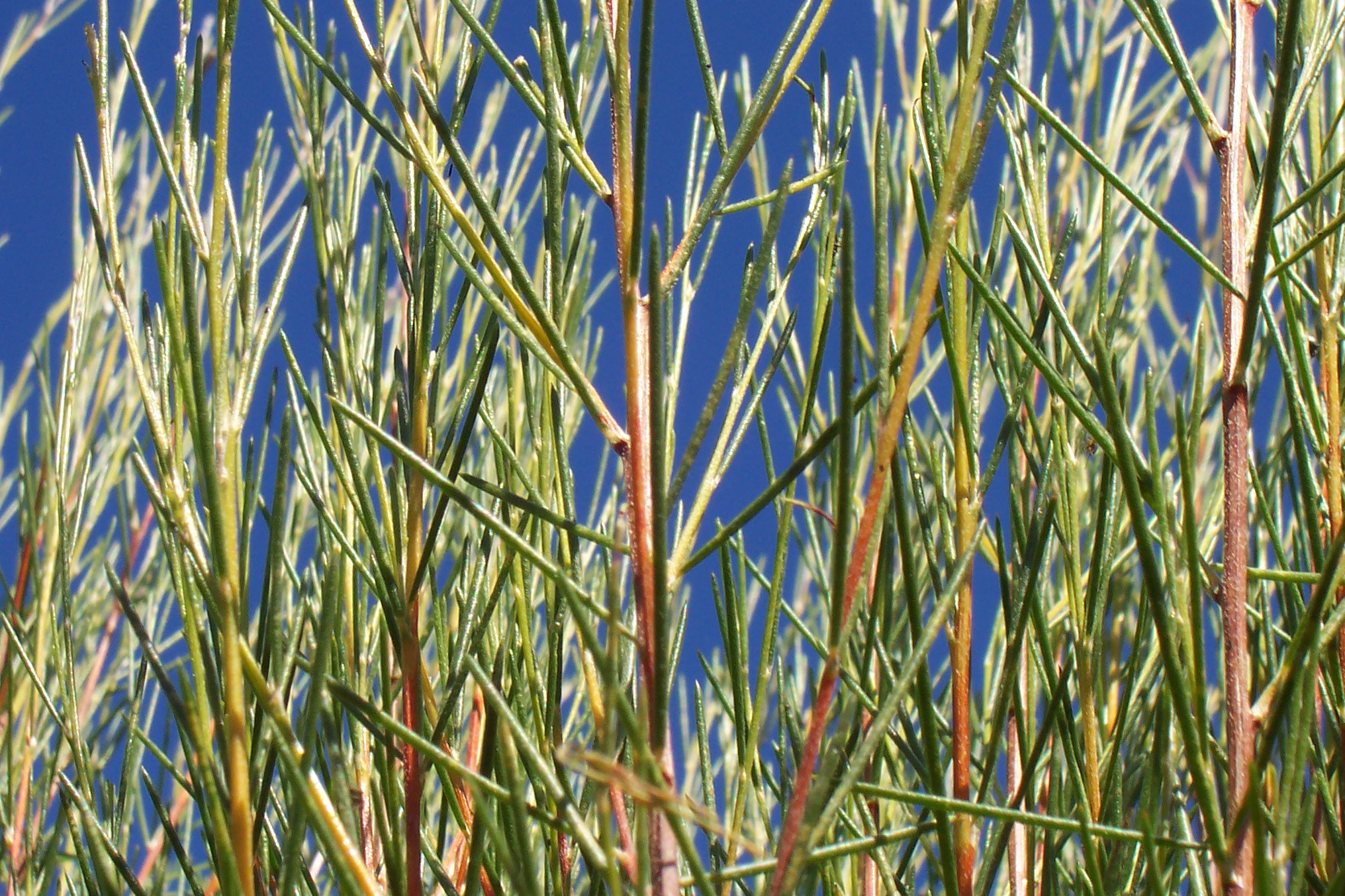 Plant de rooibos